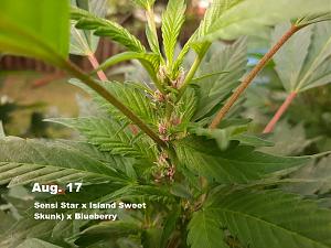 Click image for larger version

Name:	cannibis9.jpg
Views:	257
Size:	240.9 KB
ID:	531472