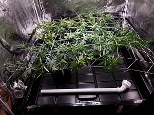 Click image for larger version

Name:	2021-8-18-2 TENT.jpg
Views:	239
Size:	3.02 MB
ID:	559198