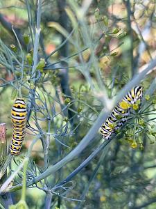 Click image for larger version

Name:	1.jpg
Views:	694
Size:	159.8 KB
ID:	533593