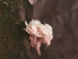 Click image for larger version

Name:	Mold1.jpg
Views:	518
Size:	5.0 KB
ID:	534475