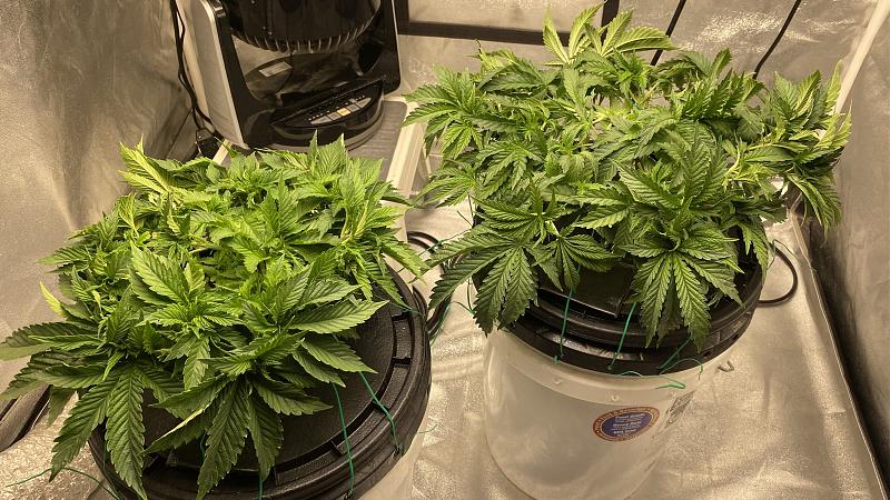 Banana Kush & Chocolate Mint OG Week 6 Day 2