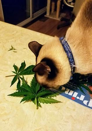 Click image for larger version

Name:	CatLeaves.jpg
Views:	354
Size:	922.0 KB
ID:	536054