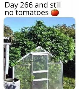 Click image for larger version

Name:	NO TOMATOES.jpg
Views:	478
Size:	131.7 KB
ID:	536109