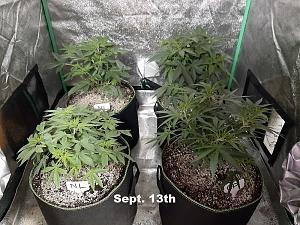 Click image for larger version

Name:	cannibis11.jpg
Views:	289
Size:	348.4 KB
ID:	536226