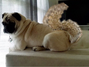 Click image for larger version

Name:	SquirrelTail.png
Views:	340
Size:	503.1 KB
ID:	537317