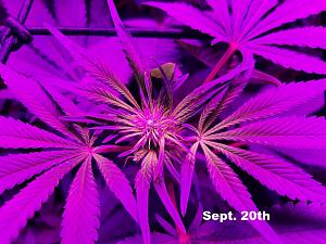 Click image for larger version

Name:	Indoor Grow.jpg
Views:	446
Size:	275.0 KB
ID:	537700