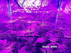 Click image for larger version

Name:	Indoor Grow1.jpg
Views:	367
Size:	442.8 KB
ID:	537701