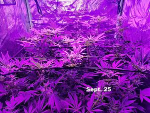 Click image for larger version  Name:	Indoor Grow2.jpg Views:	0 Size:	515.2 KB ID:	538956