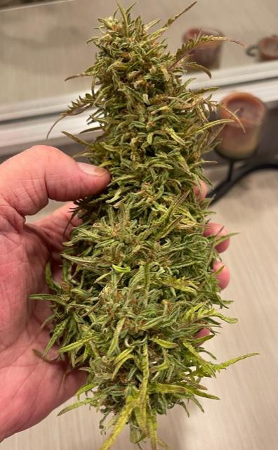 Click image for larger version

Name:	freak harvest.jpg
Views:	437
Size:	82.7 KB
ID:	540791