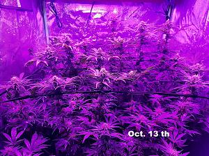 Click image for larger version  Name:	Indoor Grow4.jpg Views:	0 Size:	487.0 KB ID:	542566