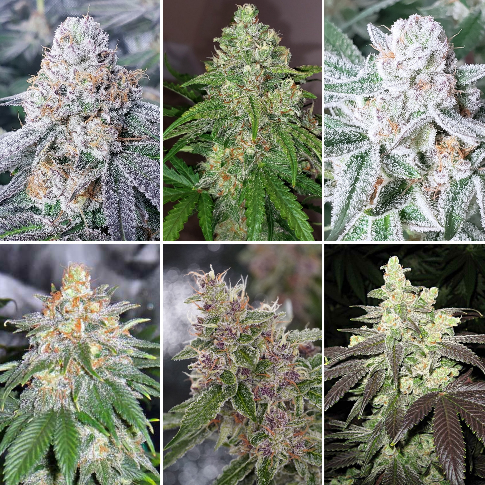 Click image for larger version

Name:	6-different-cannabis-strains.jpg
Views:	108
Size:	1.04 MB
ID:	542662