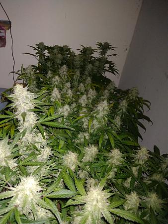 Click image for larger version

Name:	IMG_20211020_174305600.jpg
Views:	526
Size:	3.21 MB
ID:	543604