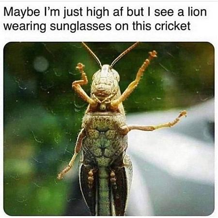 Click image for larger version

Name:	CRICKET.jpg
Views:	657
Size:	137.8 KB
ID:	544582