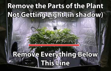 Click image for larger version  Name:	defoliation-cannabis-remove-everything-below-line-sm.jpg Views:	0 Size:	48.6 KB ID:	545400