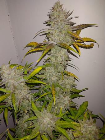 Click image for larger version

Name:	IMG_20211031_171153050.jpg
Views:	479
Size:	2.38 MB
ID:	545678