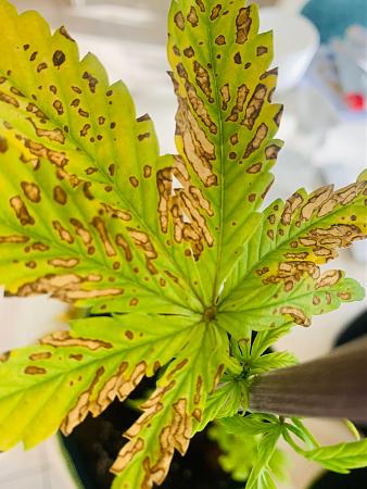 Click image for larger version

Name:	IMG_2240TooTallLeaves1.jpg
Views:	370
Size:	648.7 KB
ID:	546607