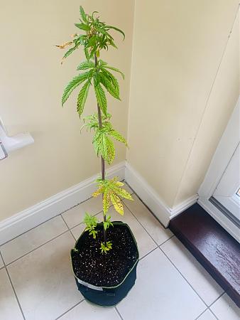 Click image for larger version

Name:	IMG_2249SuperTallSilverLeaf.jpg
Views:	204
Size:	438.6 KB
ID:	546837