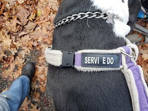 Click image for larger version

Name:	SERVICE DOG.jpg
Views:	453
Size:	2.55 MB
ID:	547111