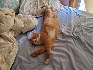 Click image for larger version

Name:	LEO BED.jpg
Views:	524
Size:	2.17 MB
ID:	547488