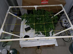 Click image for larger version

Name:	20190714_103900[1].jpg
Views:	419
Size:	2.06 MB
ID:	329637