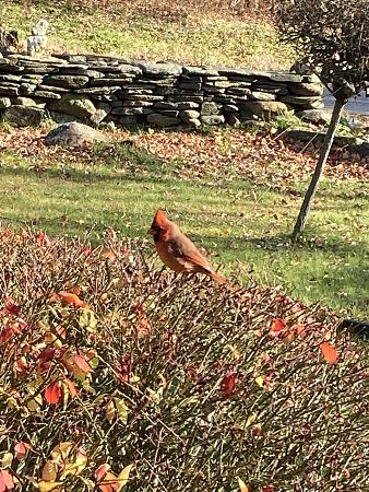Click image for larger version

Name:	cardinal.jpg
Views:	452
Size:	2.87 MB
ID:	548687
