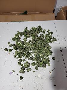 Click image for larger version

Name:	20211130_231005_copy_1209x1612.jpg
Views:	195
Size:	526.2 KB
ID:	548794
