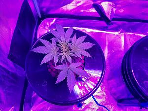 Click image for larger version

Name:	White Widow2.jpg
Views:	307
Size:	271.4 KB
ID:	549354