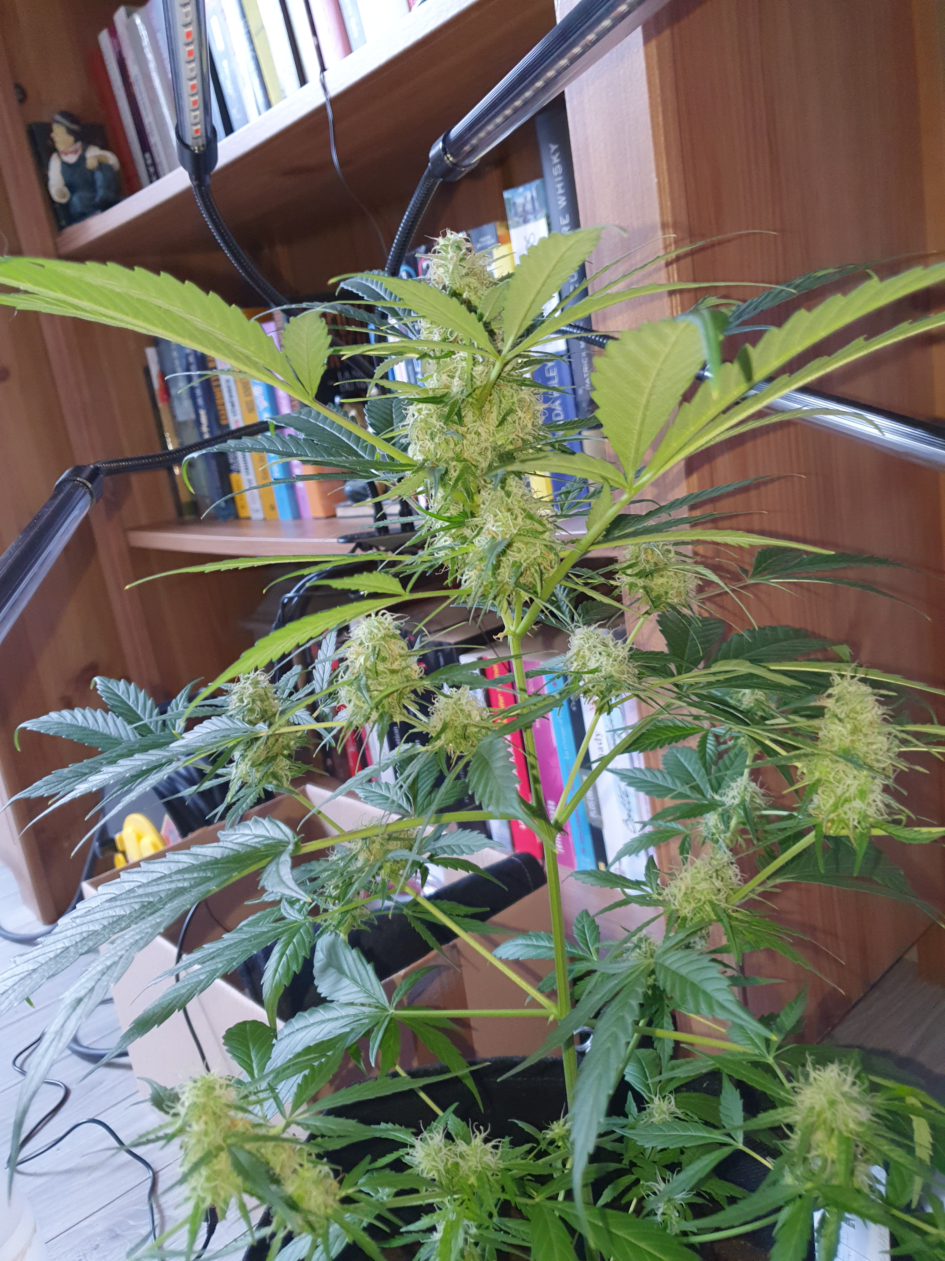 Jewelers loop help - Autoflowers - I Love Growing Marijuana Forum