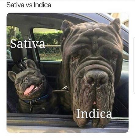Click image for larger version

Name:	sativa-vs-indica-weed-memes-561x571.jpg
Views:	611
Size:	77.4 KB
ID:	550331