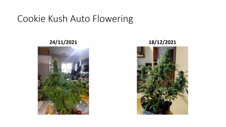 Click image for larger version

Name:	Auto side by side.png
Views:	300
Size:	993.2 KB
ID:	550514