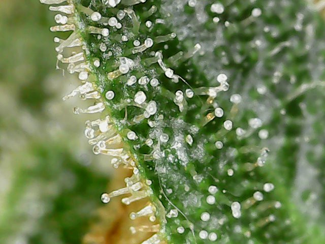 Click image for larger version

Name:	Mon Dec 20 12-35-50.jpg
Views:	250
Size:	98.9 KB
ID:	563701