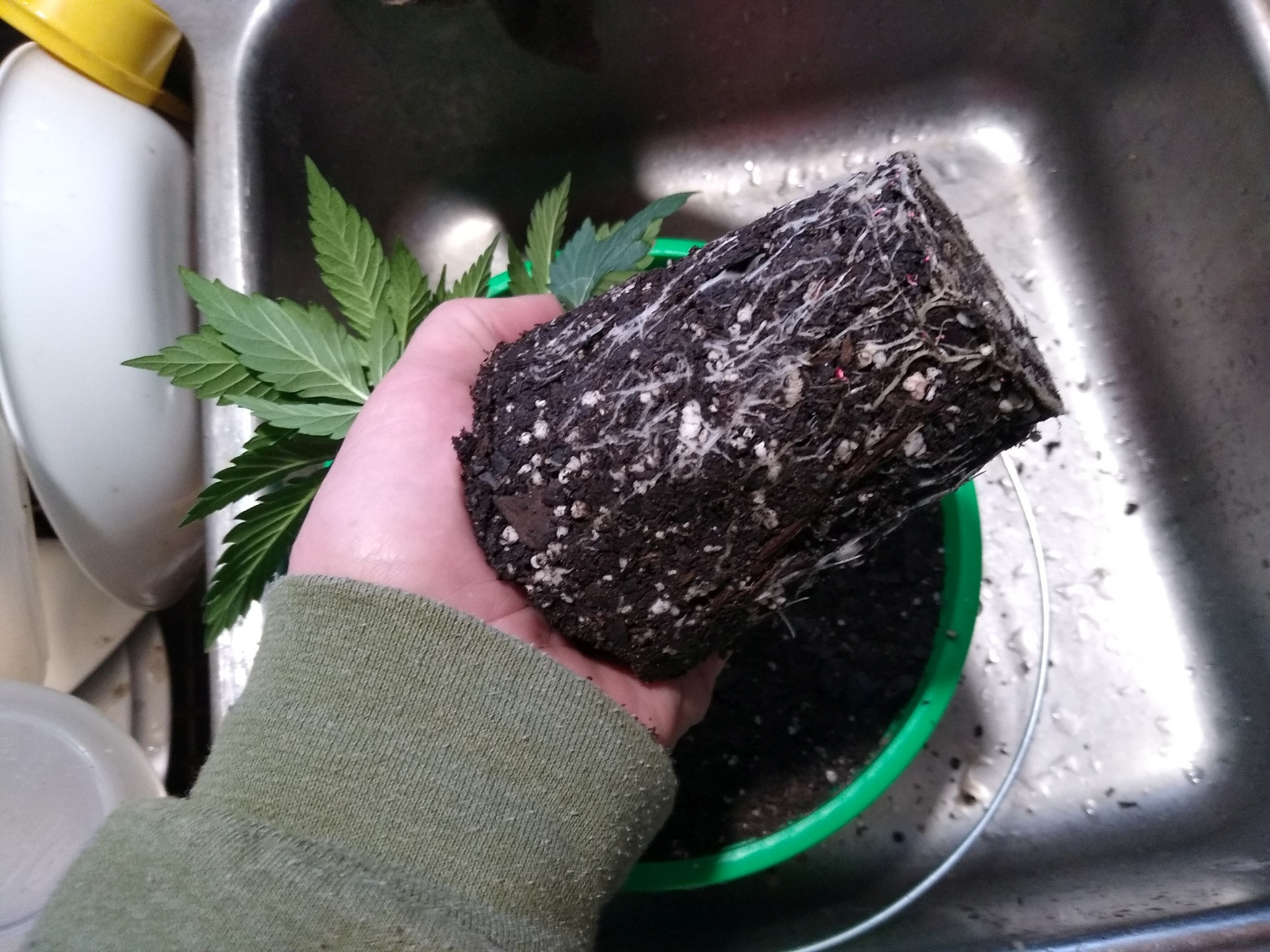 Click image for larger version

Name:	Roots on transplant.jpg
Views:	86
Size:	696.3 KB
ID:	551545
