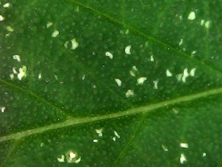 Click image for larger version

Name:	dr g bug-22.jpg
Views:	443
Size:	65.9 KB
ID:	552288