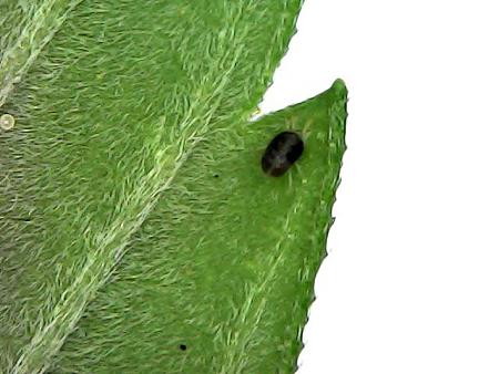 Click image for larger version

Name:	dr g bug-21.jpg
Views:	403
Size:	72.0 KB
ID:	552289
