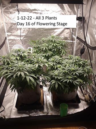 Click image for larger version

Name:	1-12-22 - All 3 Plants - Day 16 of Flowering Stage.jpg
Views:	541
Size:	1.66 MB
ID:	552992