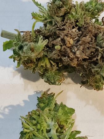 Click image for larger version

Name:	Cookie # 2 Bud rot Jan 15 2022.jpg
Views:	447
Size:	1.81 MB
ID:	553264