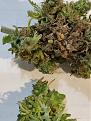 Click image for larger version

Name:	Cookie # 2 Bud rot Jan 15 2022.jpg
Views:	407
Size:	1.81 MB
ID:	553265