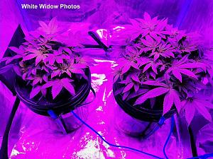 Click image for larger version

Name:	White Widow3.jpg
Views:	504
Size:	242.3 KB
ID:	554174