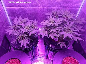 Click image for larger version

Name:	White Widow4.jpg
Views:	490
Size:	229.1 KB
ID:	554175