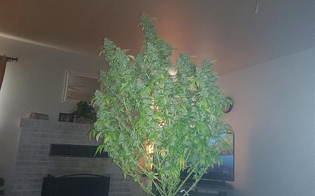 Click image for larger version

Name:	20220130_080327.jpg
Views:	880
Size:	2.41 MB
ID:	555292