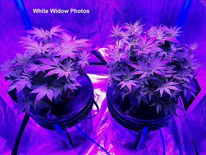 Click image for larger version

Name:	White Widow6.jpg
Views:	416
Size:	234.4 KB
ID:	555556