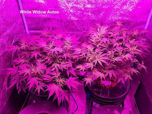 Click image for larger version

Name:	White Widow5.jpg
Views:	372
Size:	274.8 KB
ID:	555557