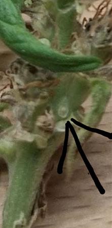 Click image for larger version

Name:	Screenshot_20220209-183815_Samsung Internet.jpg
Views:	339
Size:	111.1 KB
ID:	556305