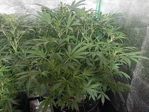 Click image for larger version  Name:	White Widow8.jpg Views:	0 Size:	283.7 KB ID:	556691
