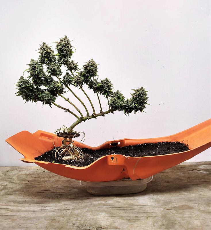 Click image for larger version

Name:	Bonzai.jpg
Views:	551
Size:	1.68 MB
ID:	556842