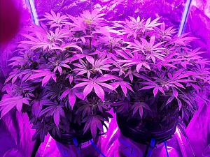 Click image for larger version

Name:	White Widow10.jpg
Views:	383
Size:	351.1 KB
ID:	557401