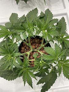 Click image for larger version

Name:	IMG_4222.JPG
Views:	792
Size:	3.12 MB
ID:	557881