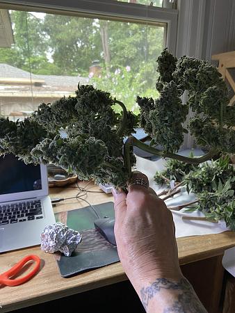Click image for larger version

Name:	horizontal buds harvest.jpg
Views:	39
Size:	2.63 MB
ID:	647004