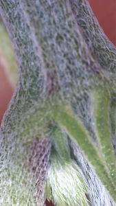 Click image for larger version

Name:	CBD88547-E488-4428-872E-7DD0EB90DD6D.jpeg
Views:	256
Size:	298.8 KB
ID:	558042