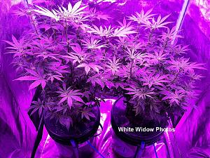 Click image for larger version  Name:	White Widow11.jpg Views:	0 Size:	379.3 KB ID:	558123